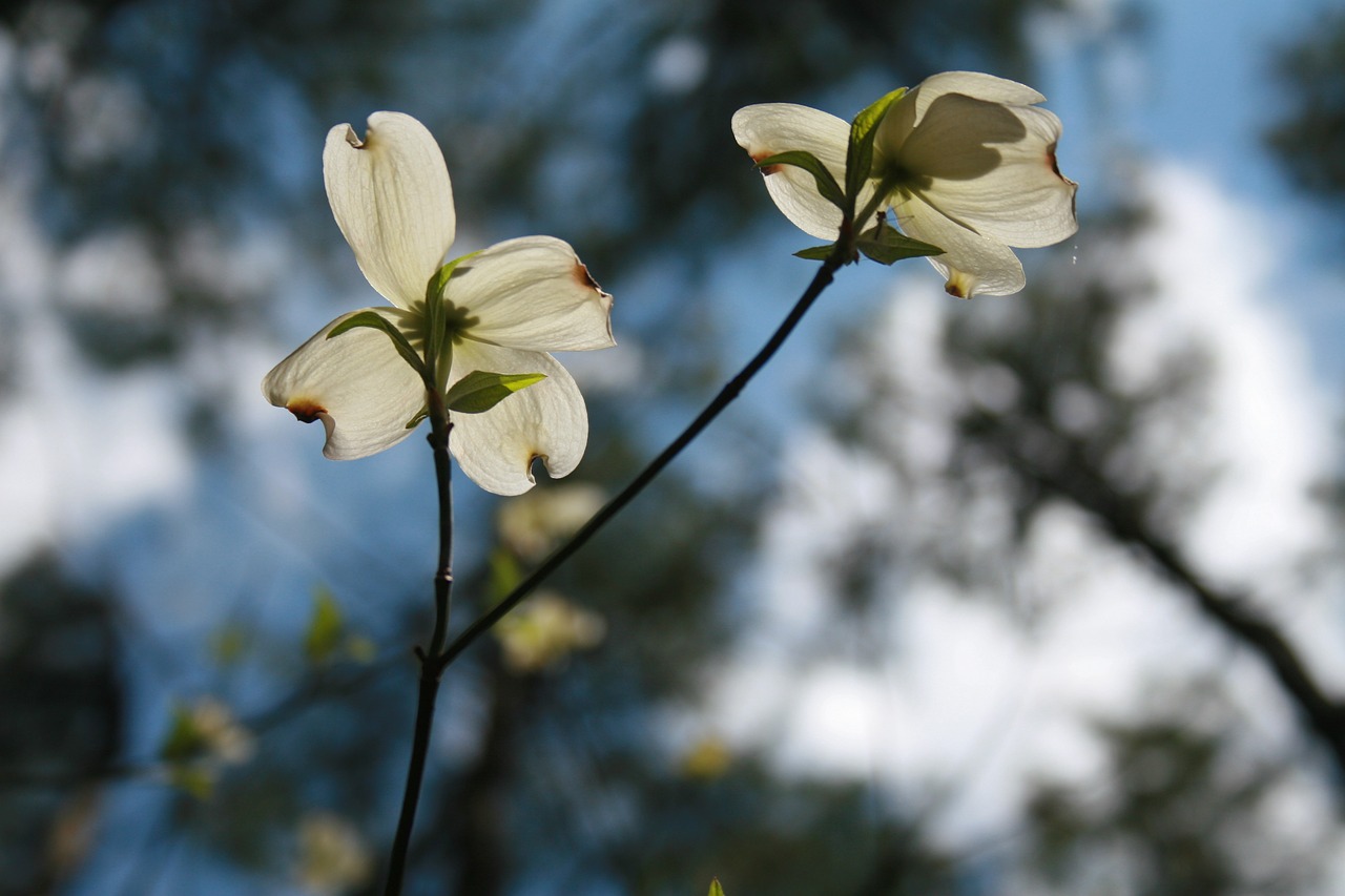 dogwood flower beautiful free photo