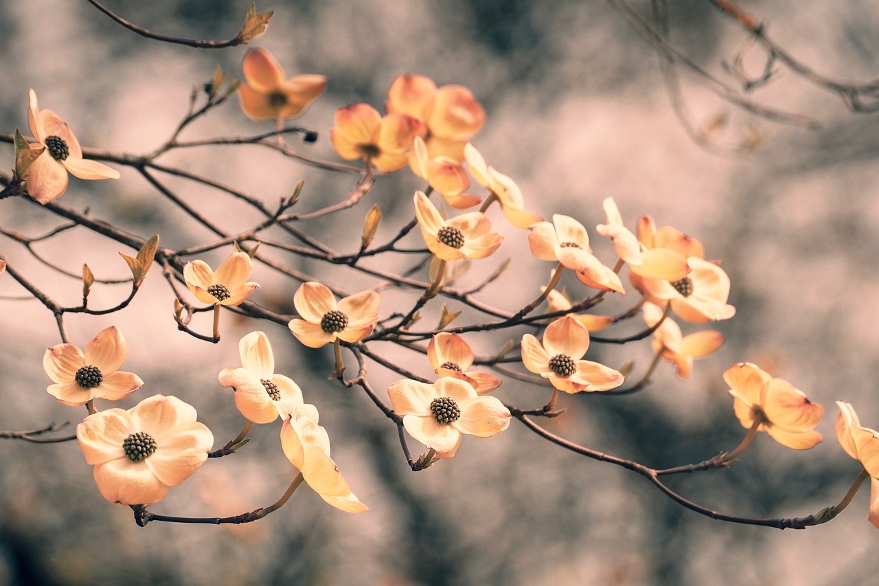 dogwood  spring  bloom free photo