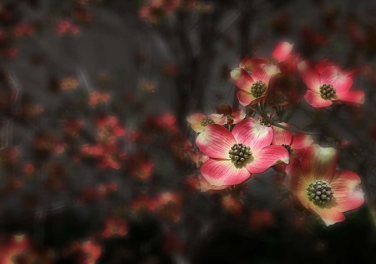 dogwood  tree  flower free photo