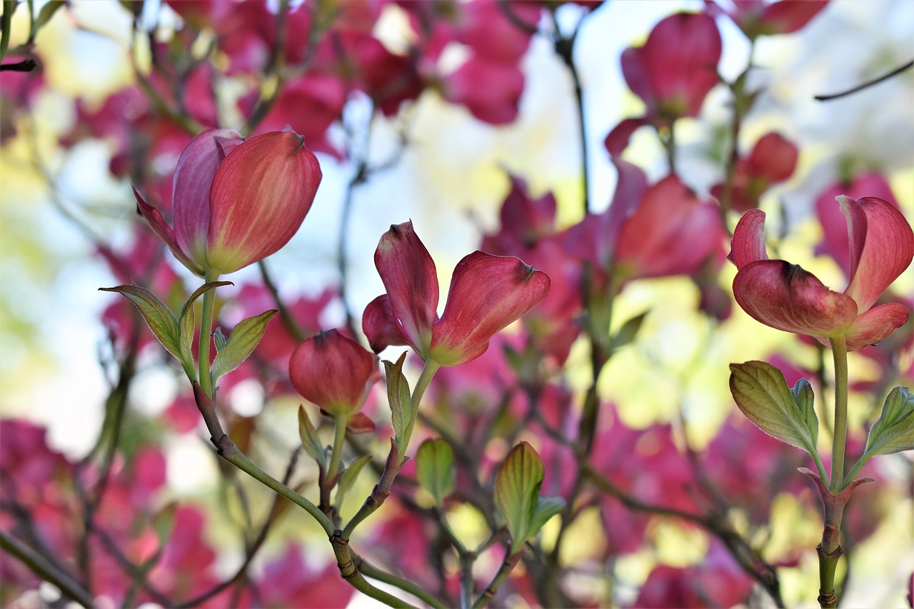 dogwood  bush  tree free photo