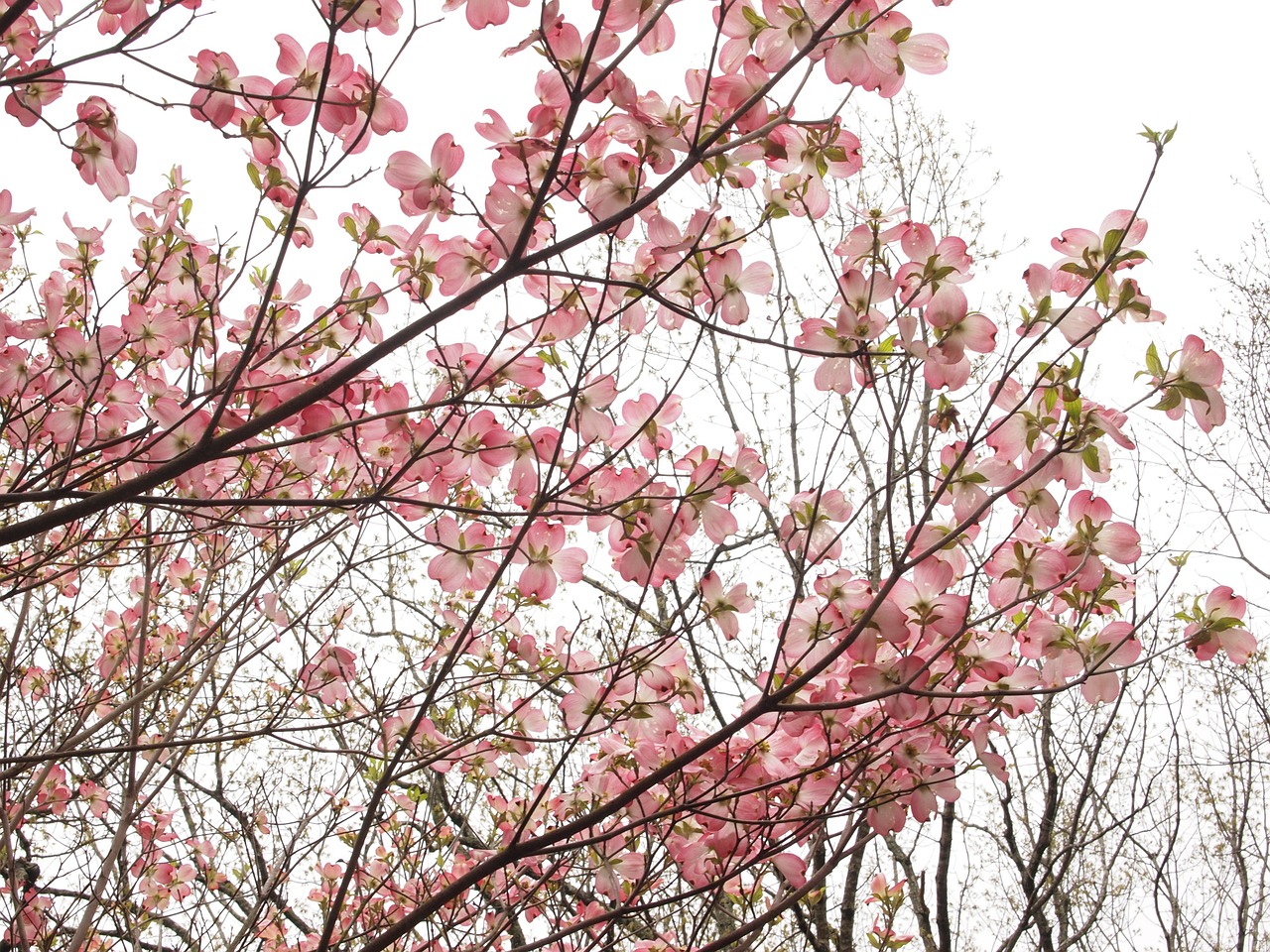 dogwood spring flowering free photo