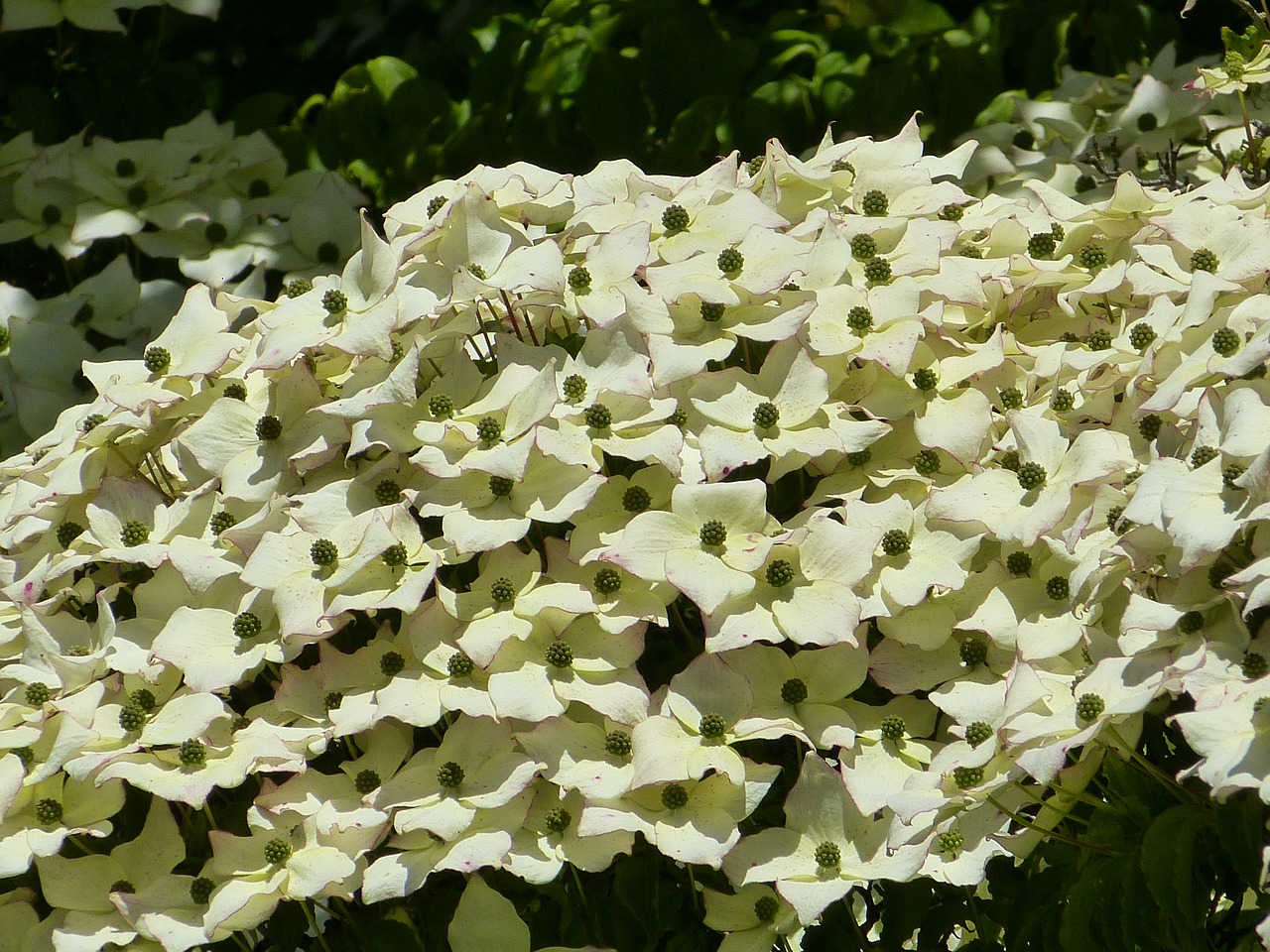 dogwood blossom bloom free photo