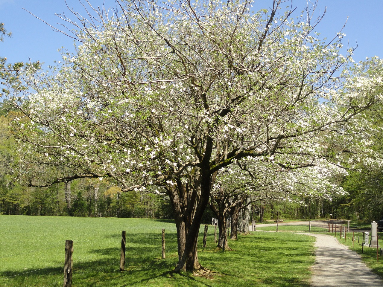 dogwood nature tree free photo