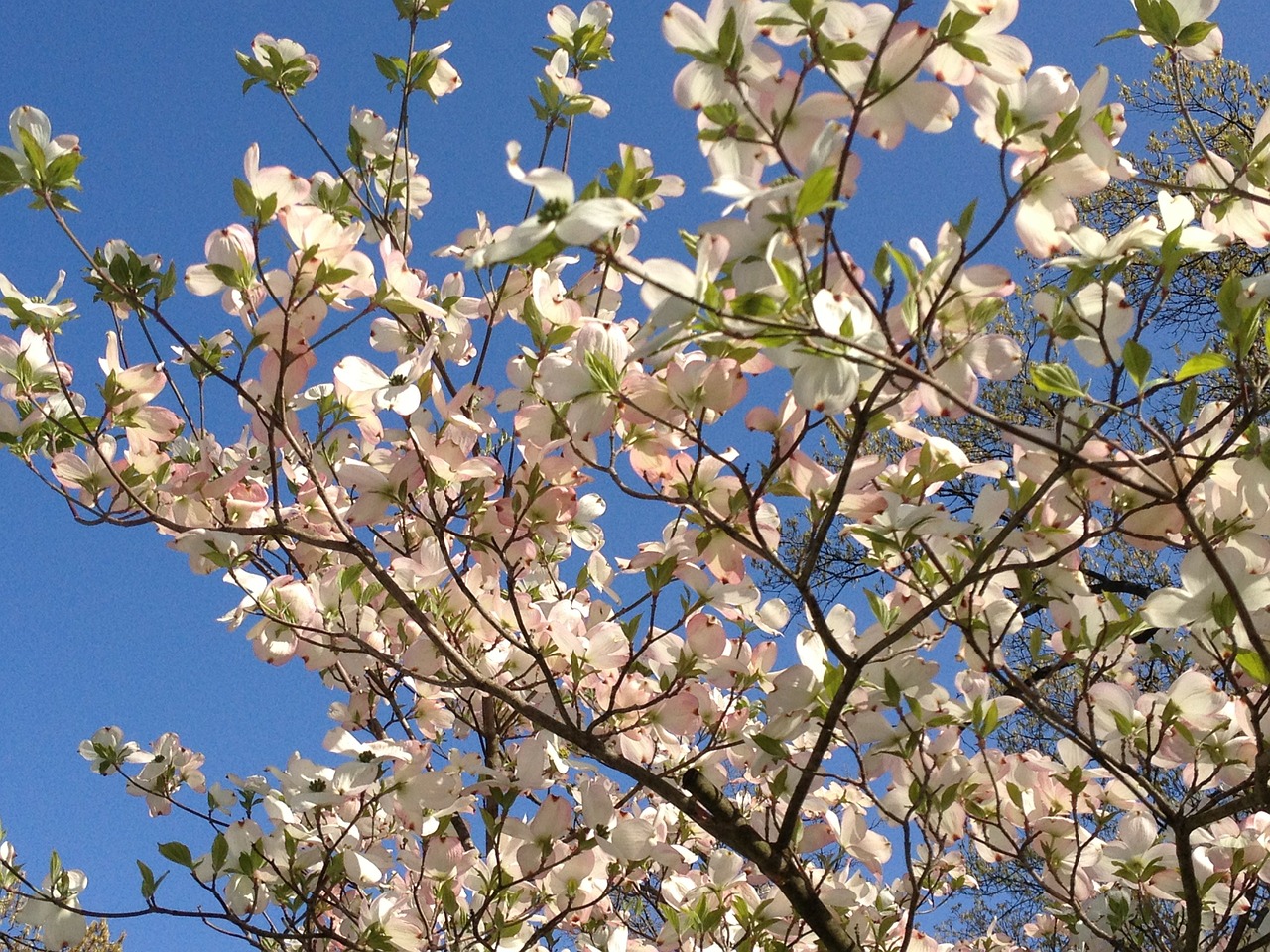 dogwood blooms tree free photo