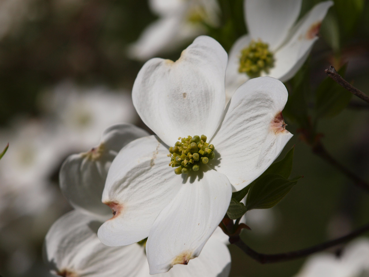 dogwood blooms flowers free photo