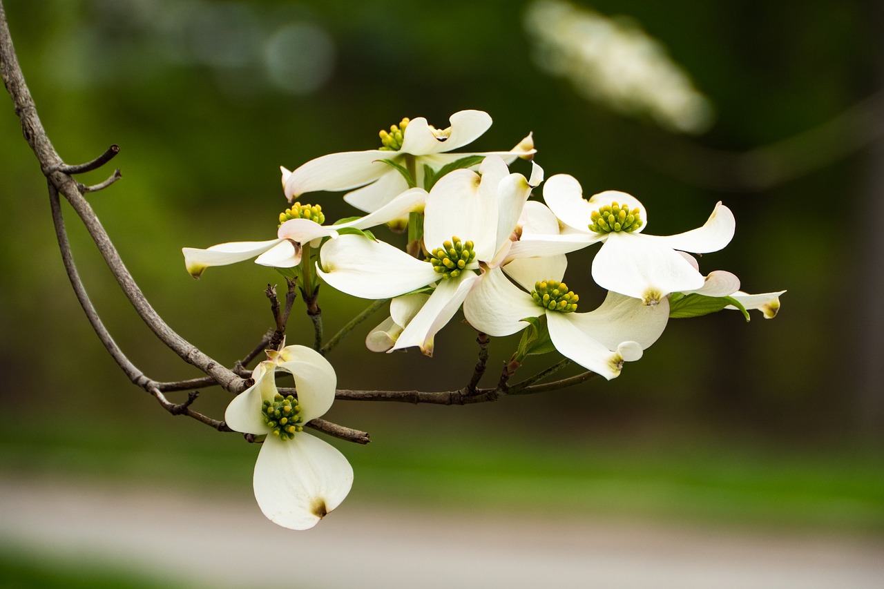 dogwood blossoms  flowers  spring free photo