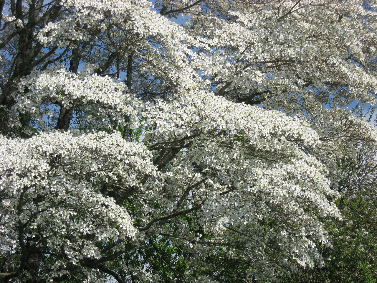 dogwood boughs dogwood steps to heaven free photo