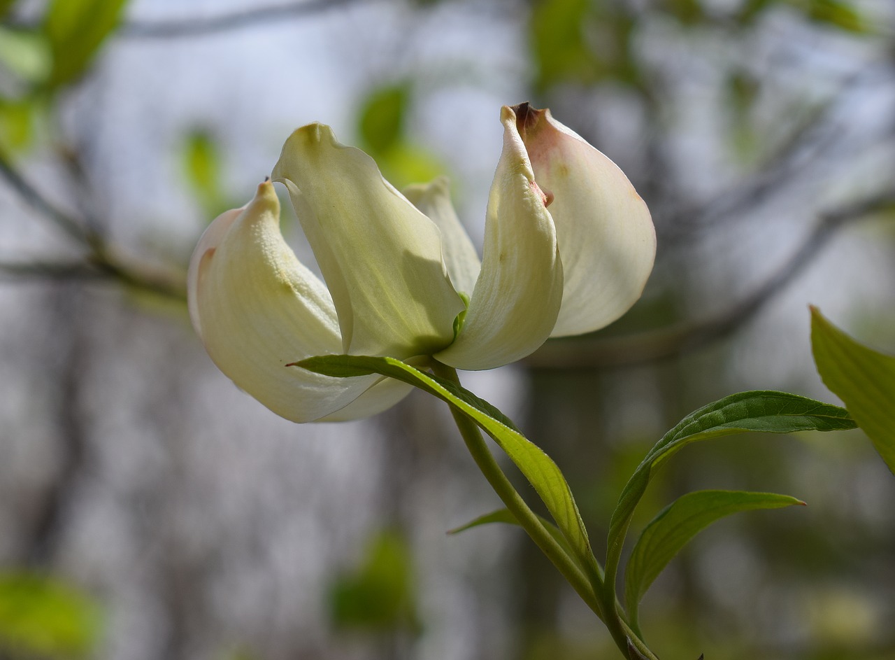 dogwood flower flower blossom free photo