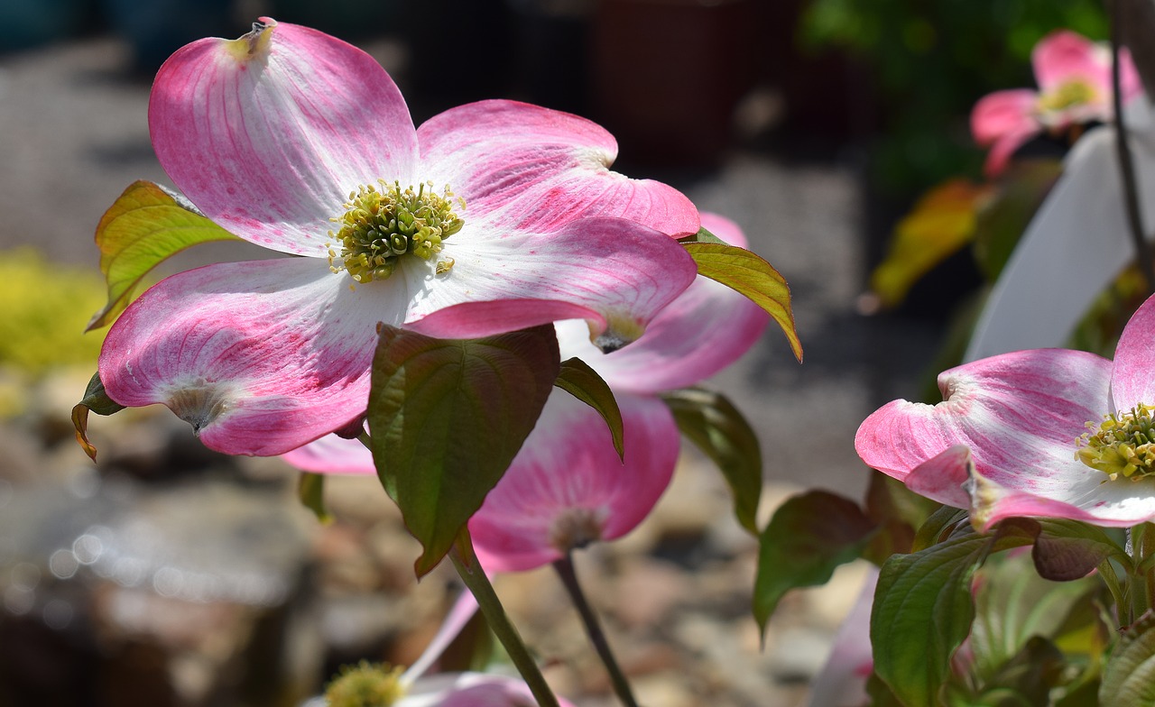 dogwood flower flower blossom free photo