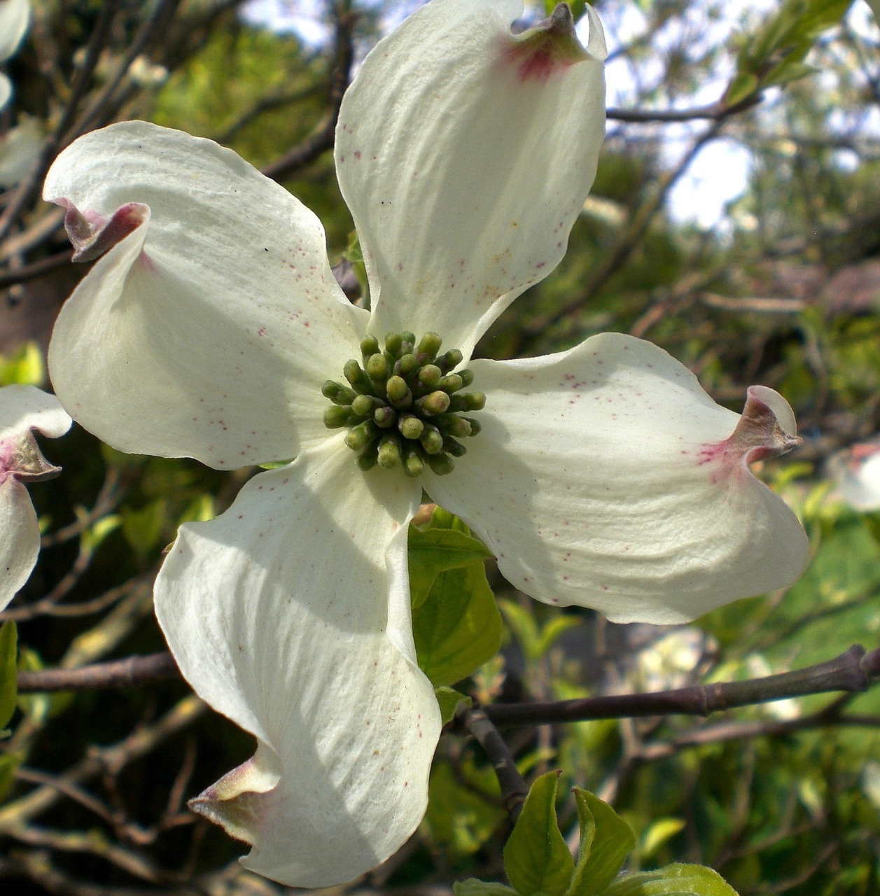 dogwood flower blossom bloom free photo