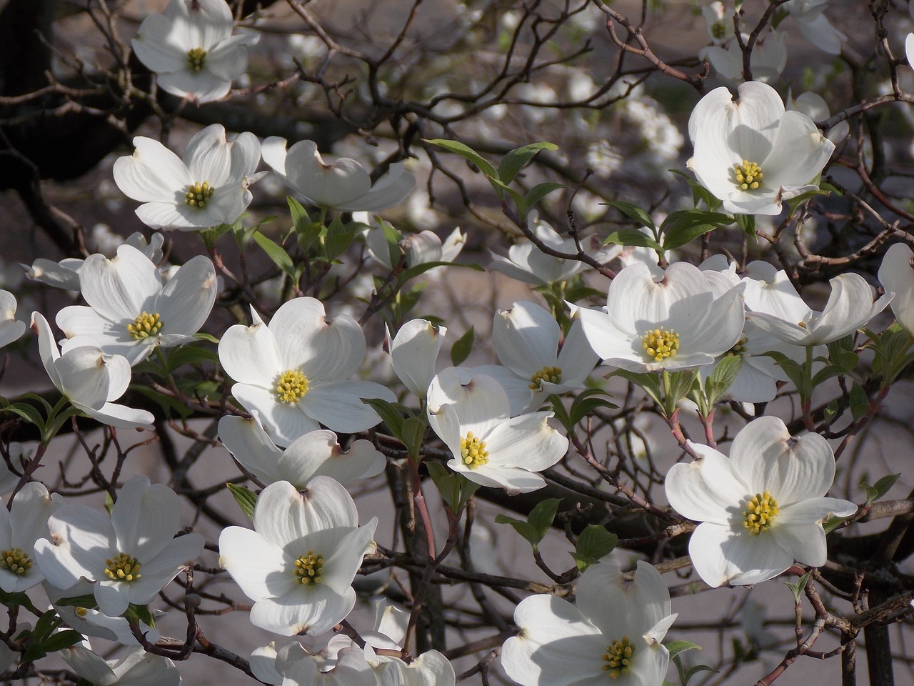 dogwood tree white flower dogwood free photo