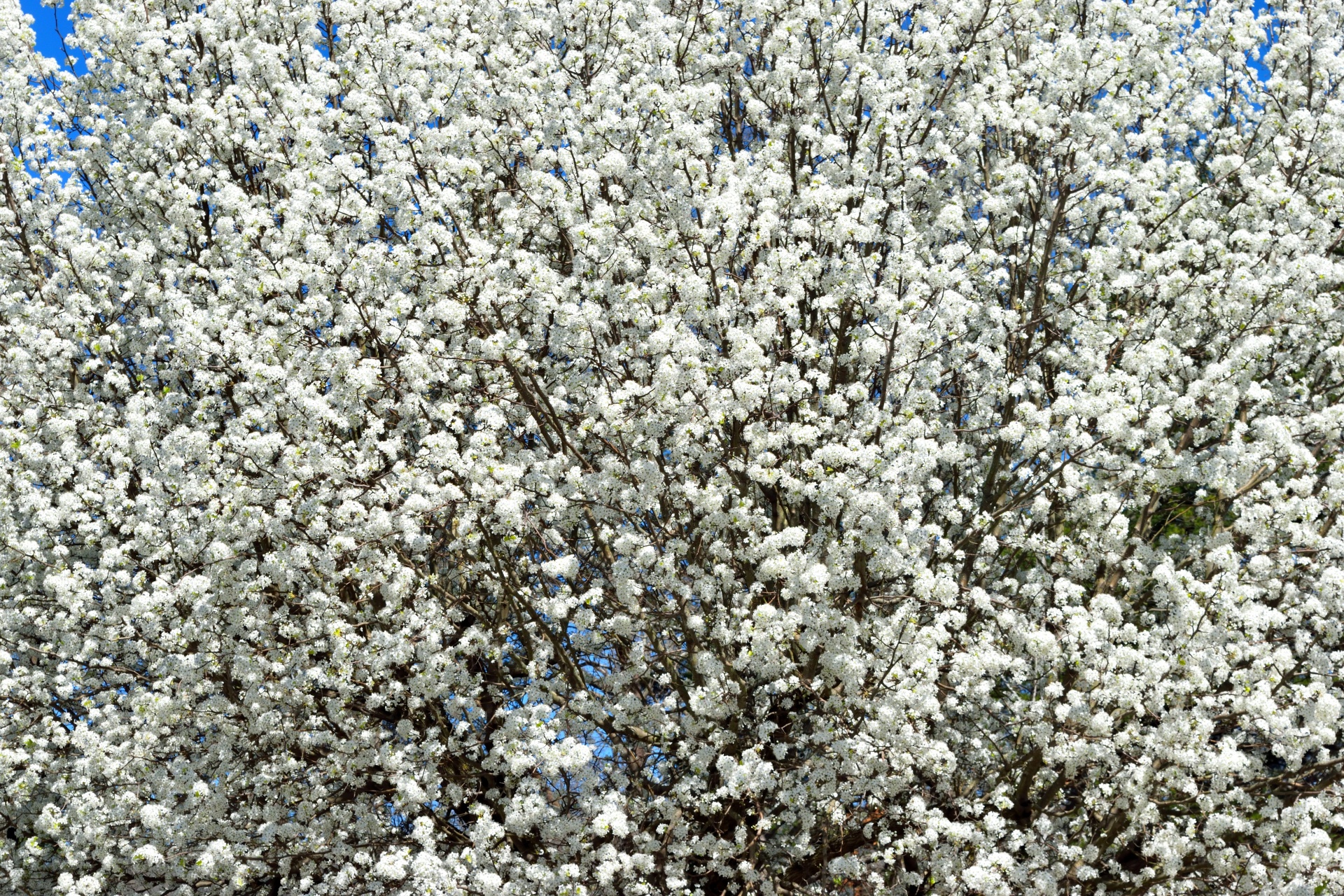 season tree flower free photo