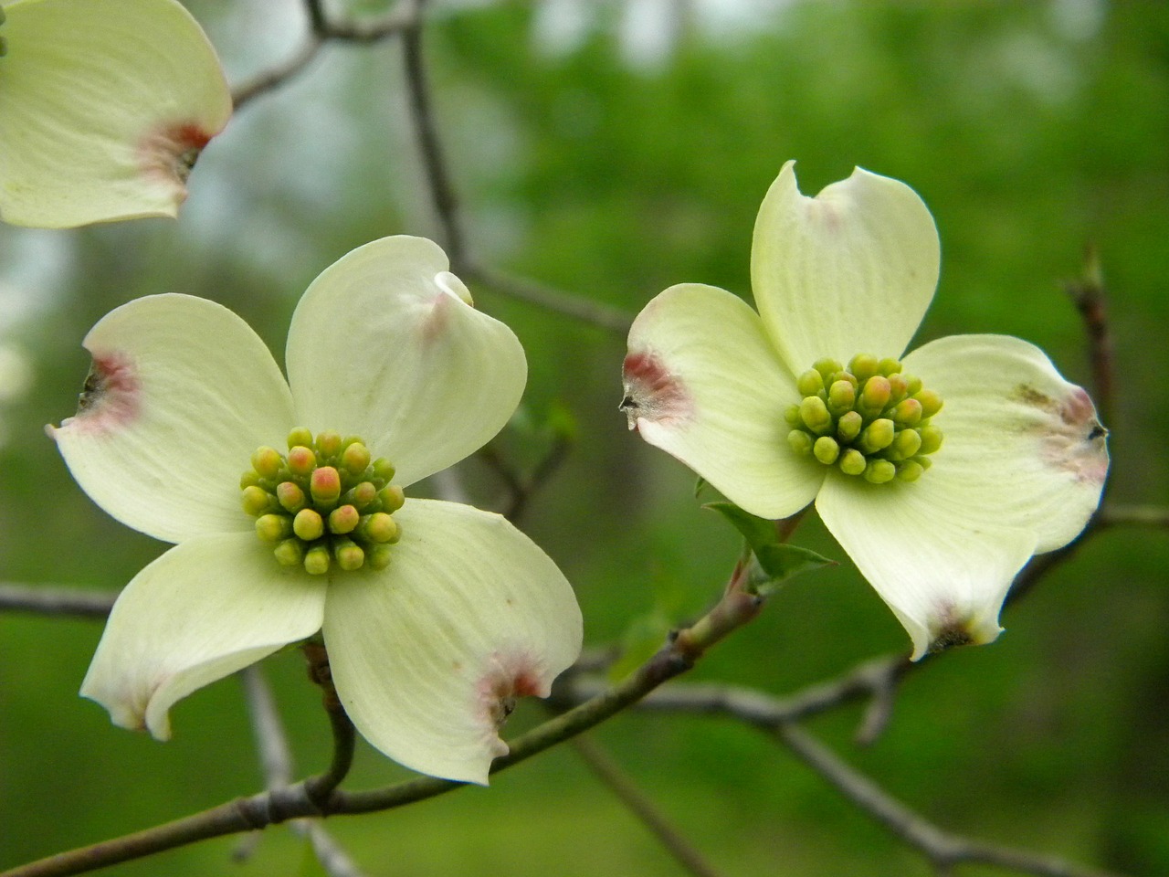 dogwoods trees blooming trees free photo