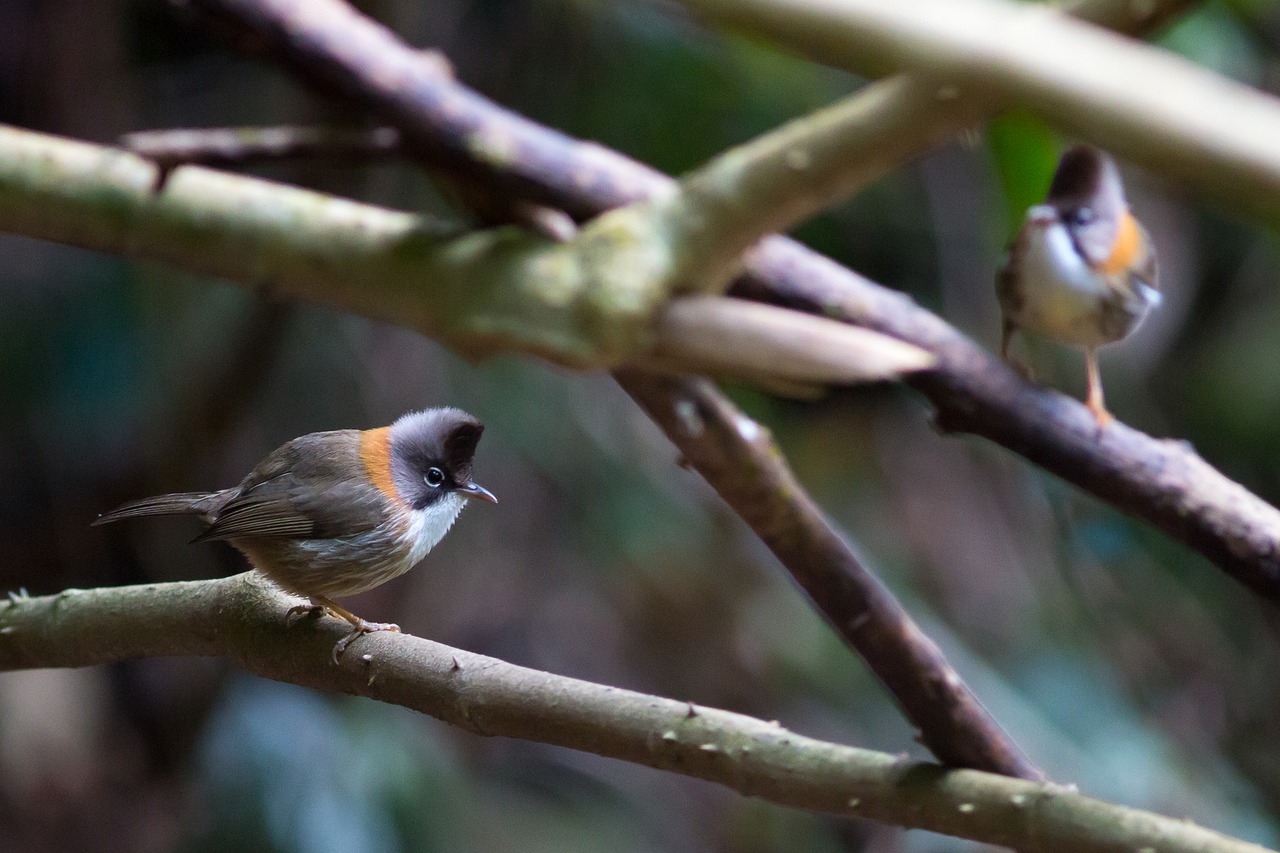 doi phu kha mt crested white eye birds free photo