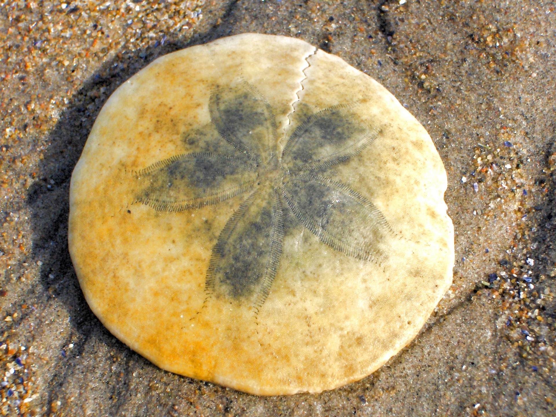 sand dollar seashell sand free photo