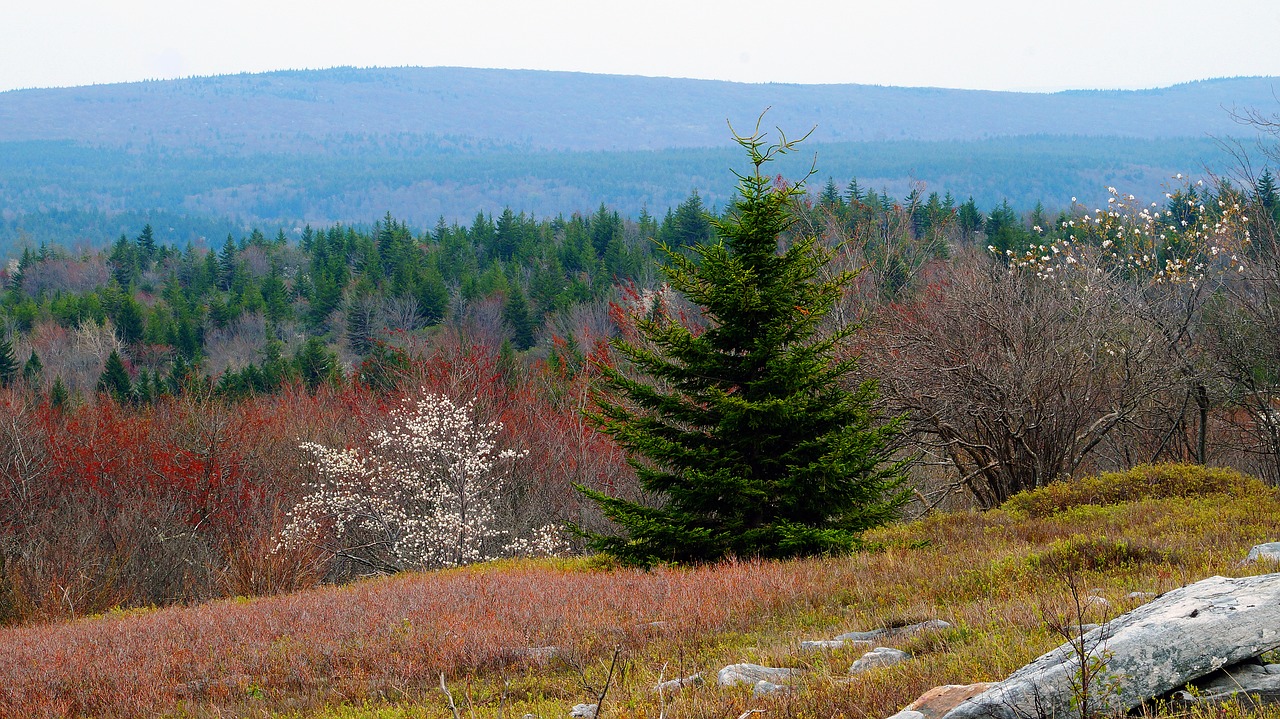 dolly sods  mountain view  pine forest free photo