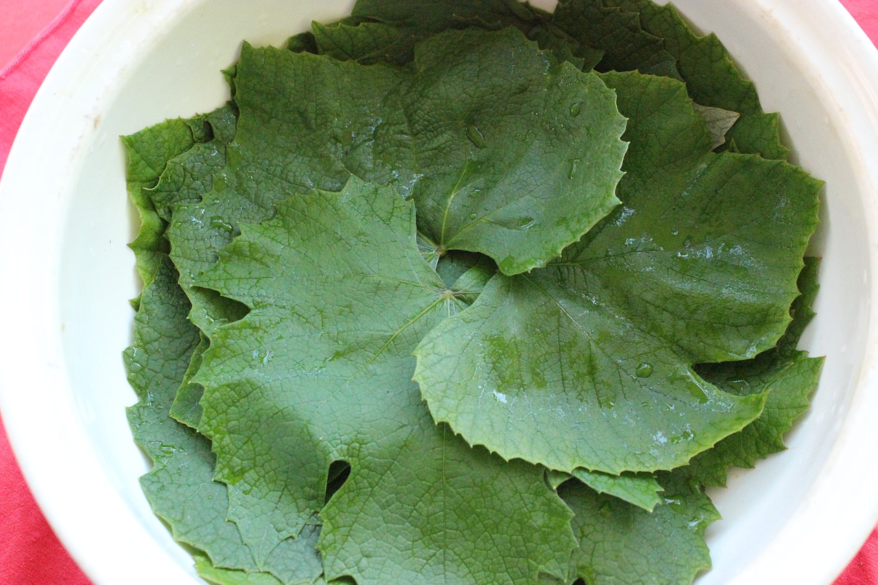 dolmades grape leaves appetizer free photo