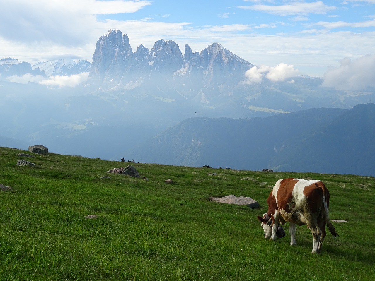 dolomites panorama cow free photo