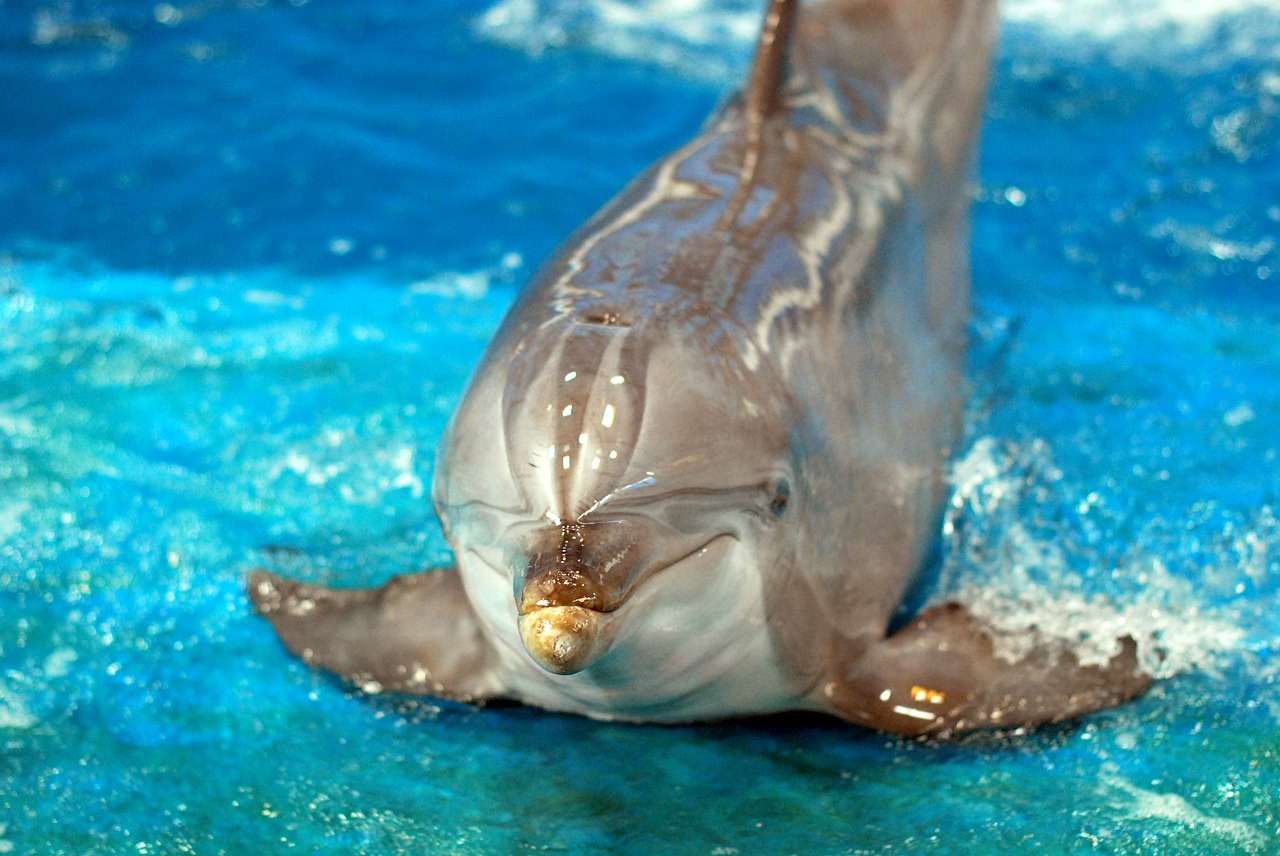 dolphin animal blue free photo