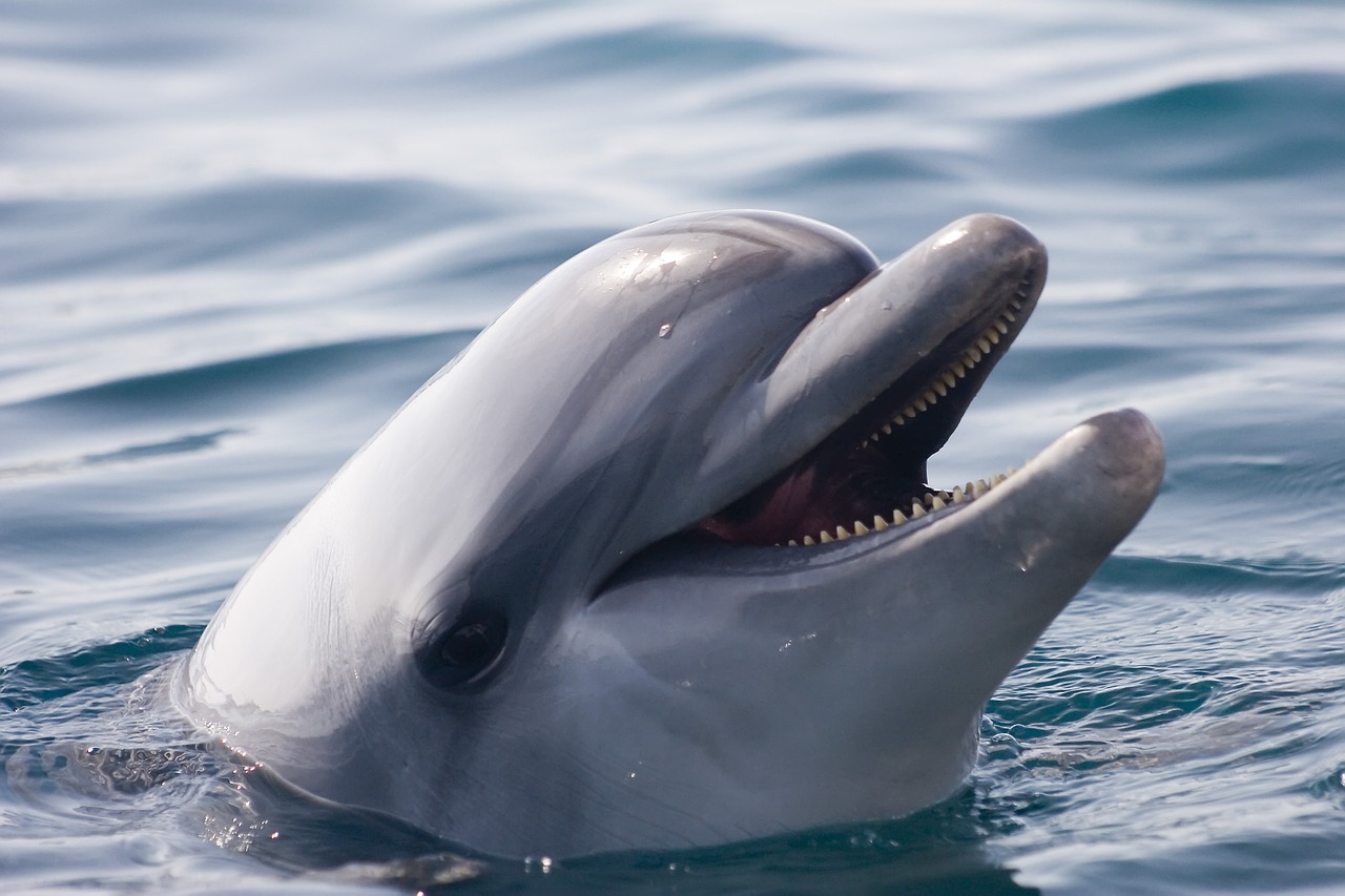 dolphin nature marine free photo