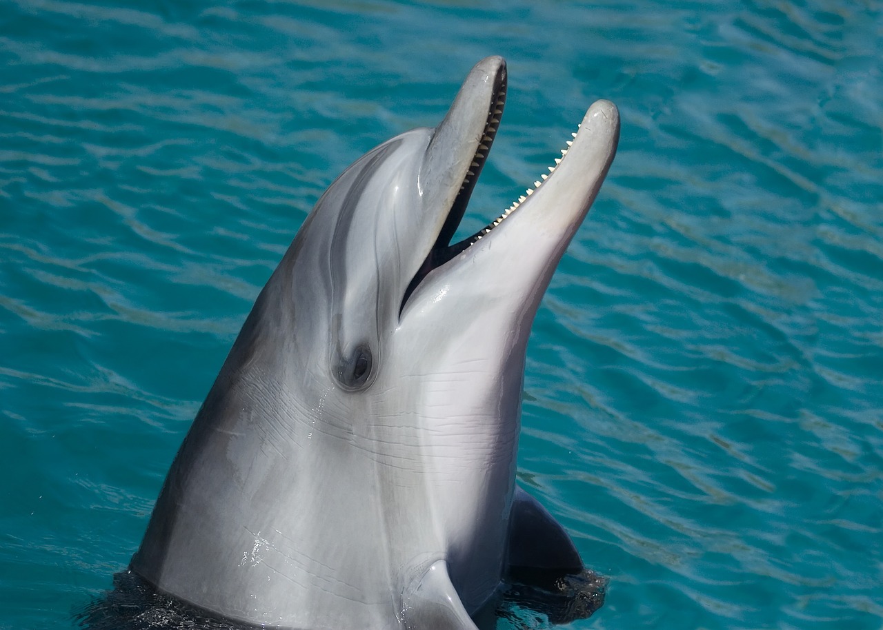 dolphin sea marine free photo