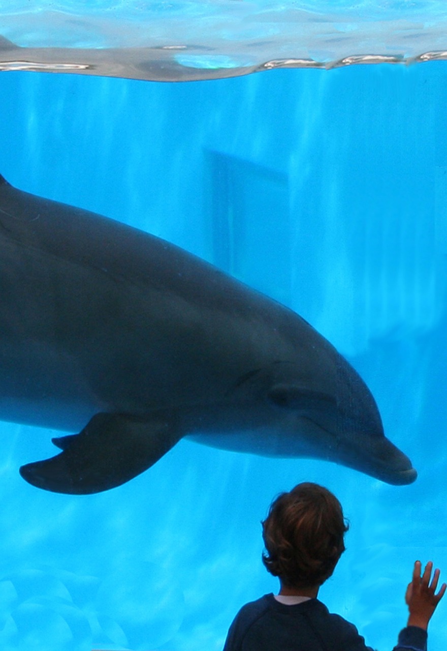 dolphin dolphin and boy friendship free photo