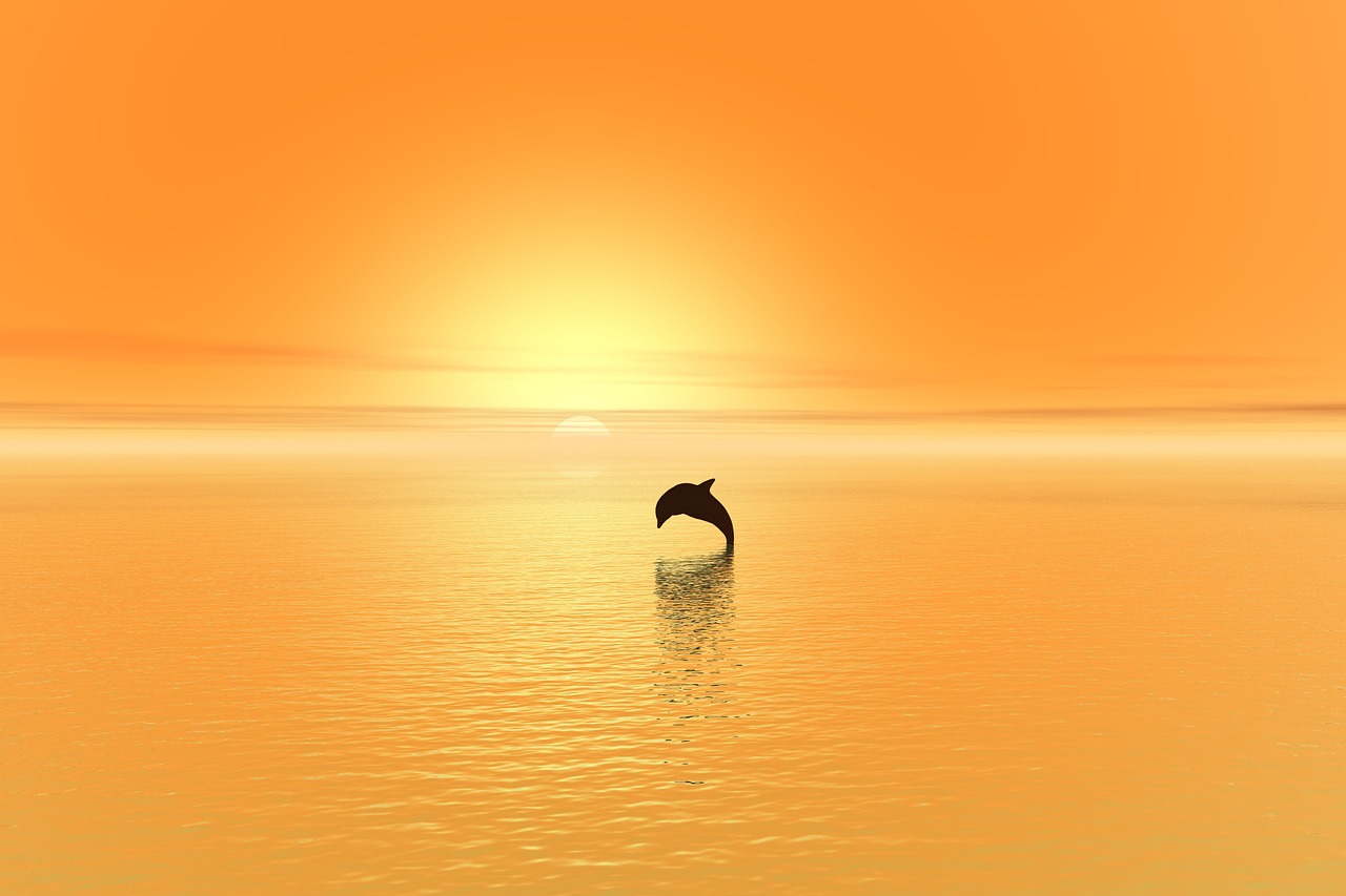 dolphin sunset sea free photo