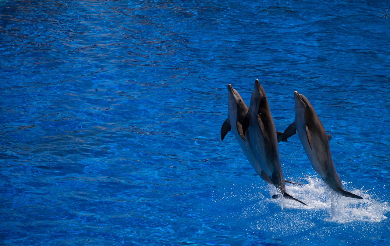 dolphin cetacean water free photo