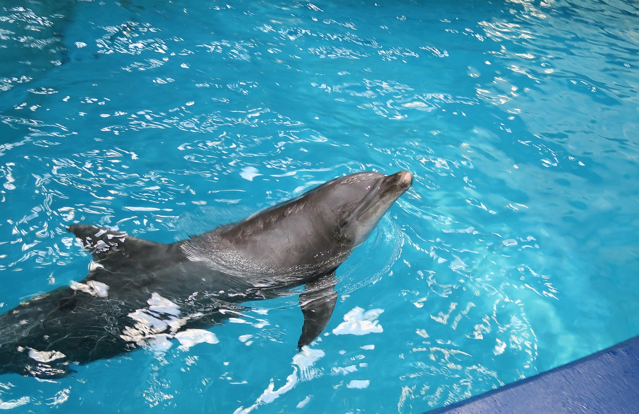 dolphin animal nature free photo