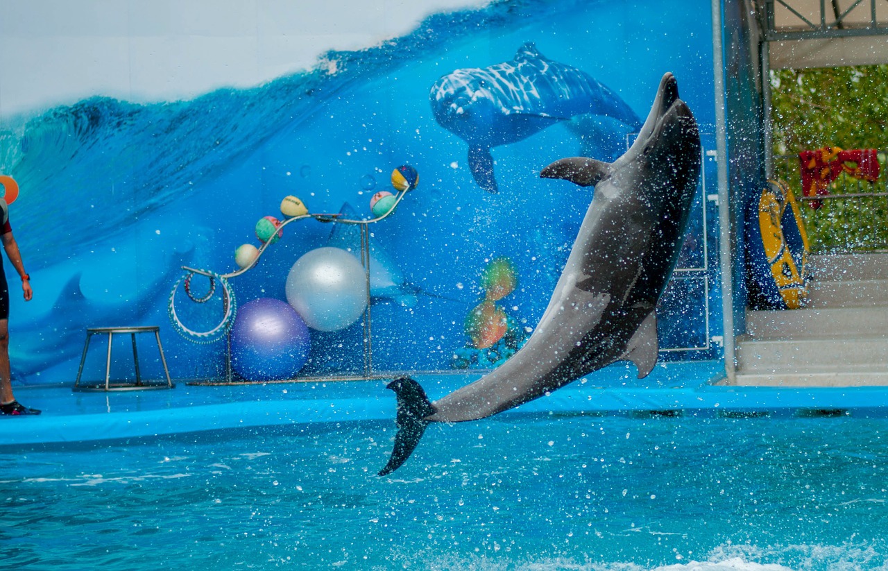 dolphin dolphinarium sea free photo