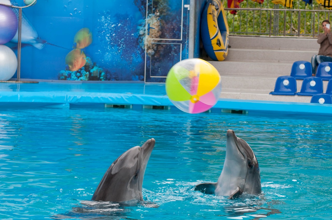 dolphin dolphinarium sea free photo