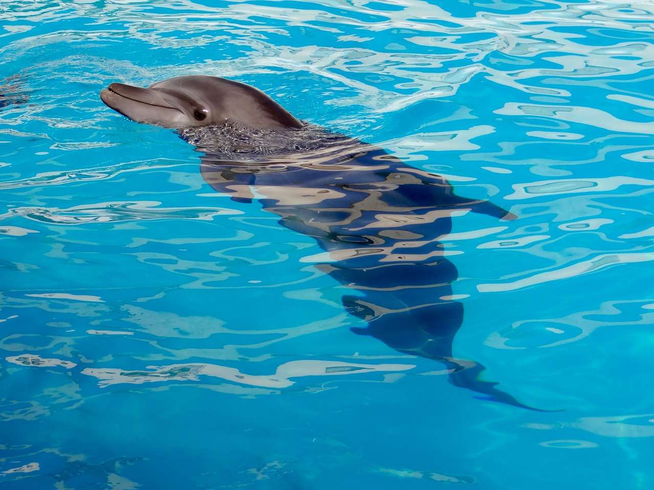 dolphin dolphinarium marine animal free photo