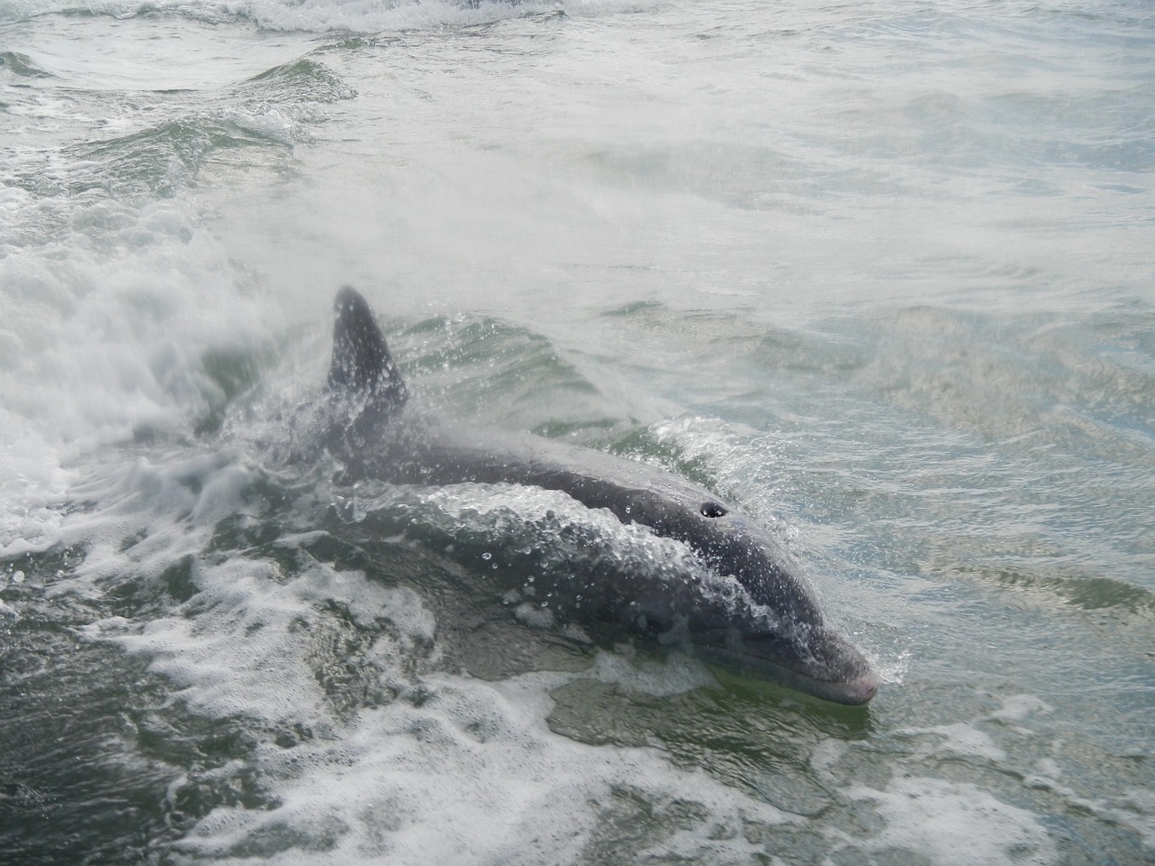 dolphin florida mammal free photo