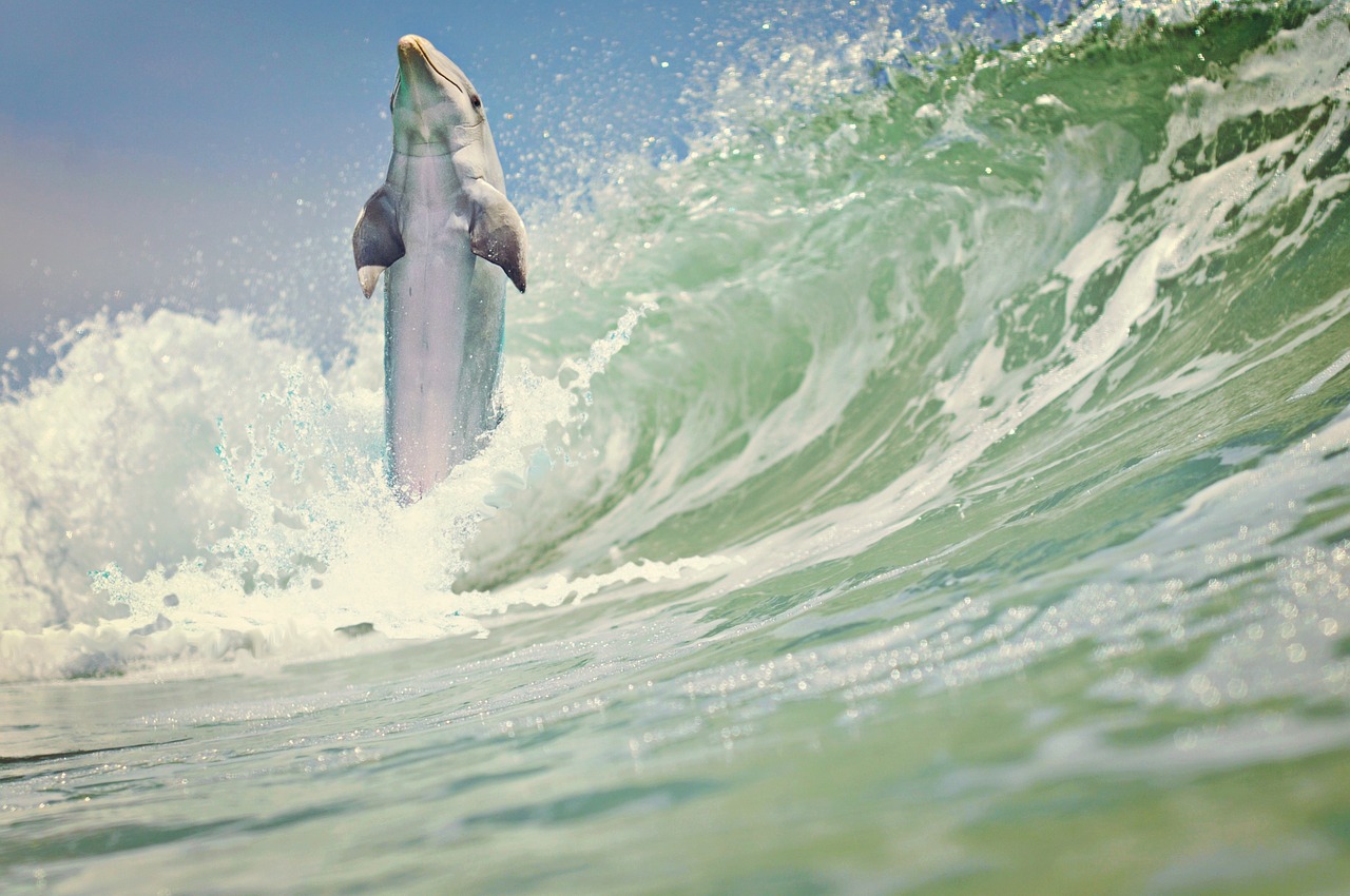 dolphin sea wave free photo