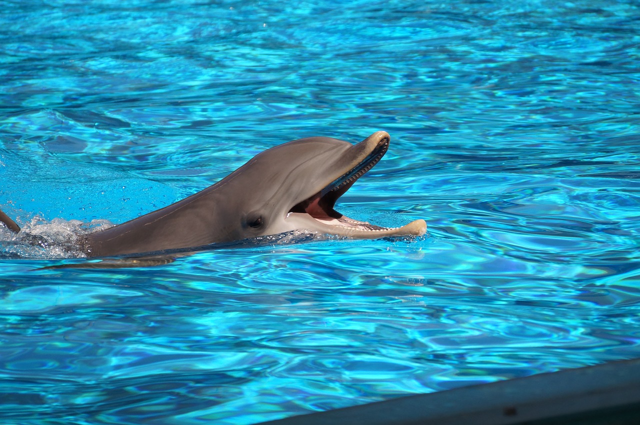 dolphin water animal life free photo