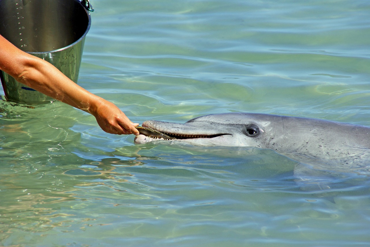 dolphin captivity mammal free photo