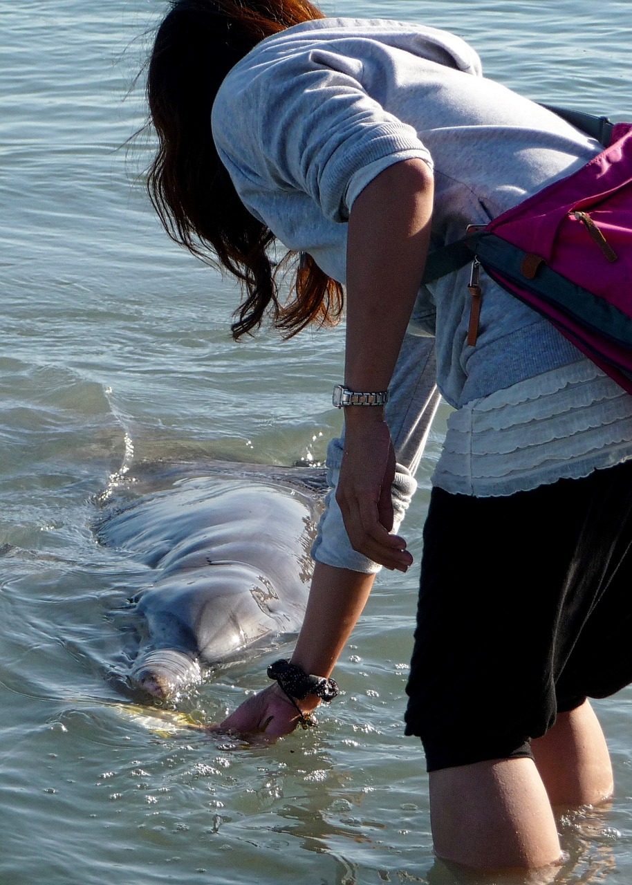 dolphin feeding cute free photo