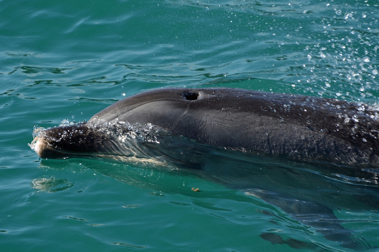 dolphin mammal marine mammals free photo