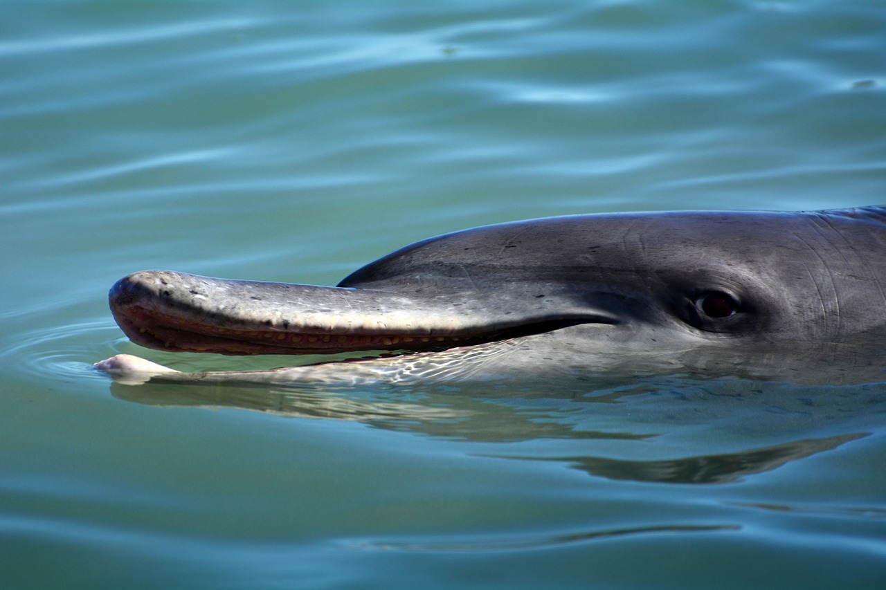 dolphin mammal marine mammals free photo