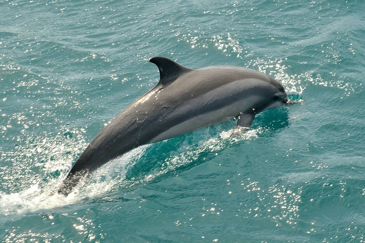 dolphin sea holiday free photo