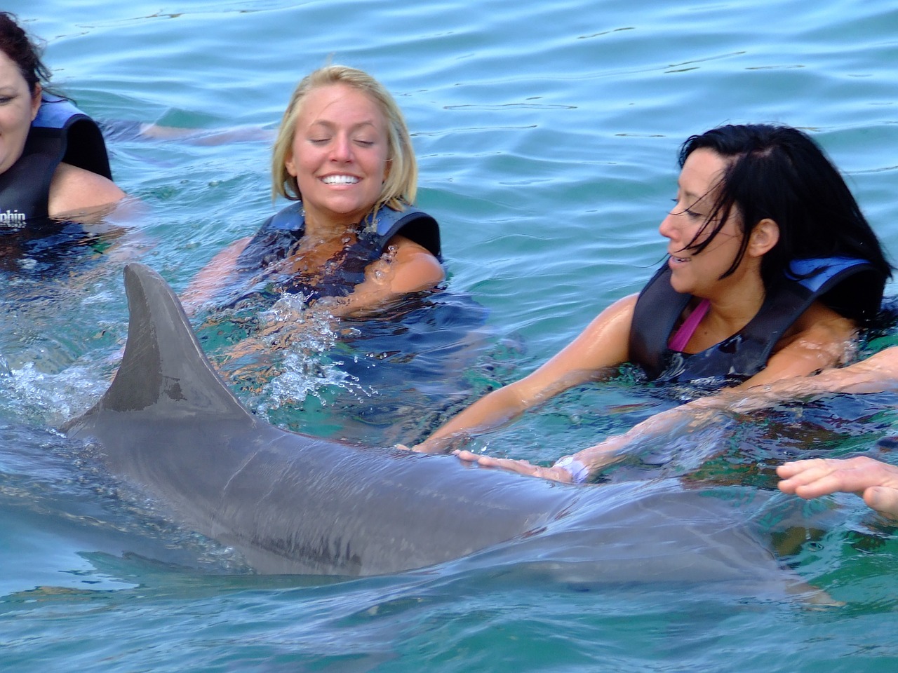 dolphin sea nature free photo