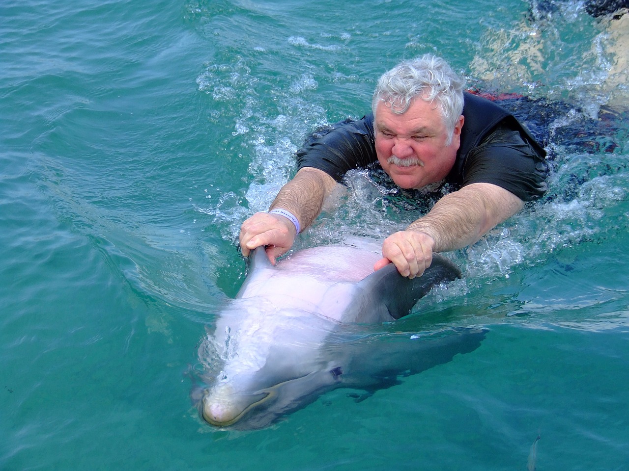 dolphin water sea free photo