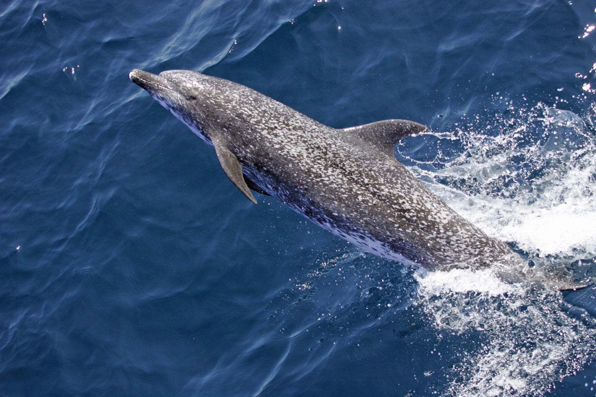 dolphin swimming ocean free photo