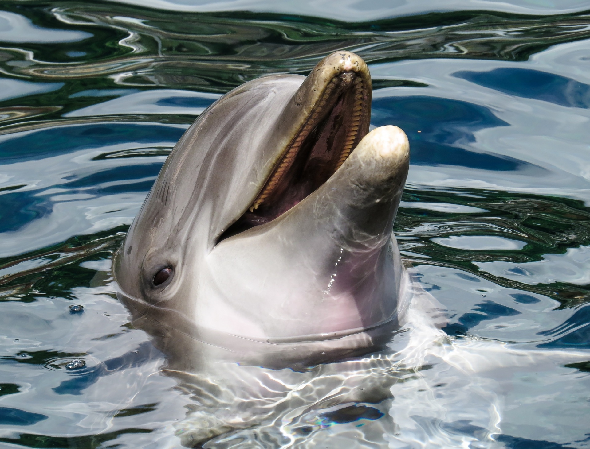 dolphin portrait mammal free photo