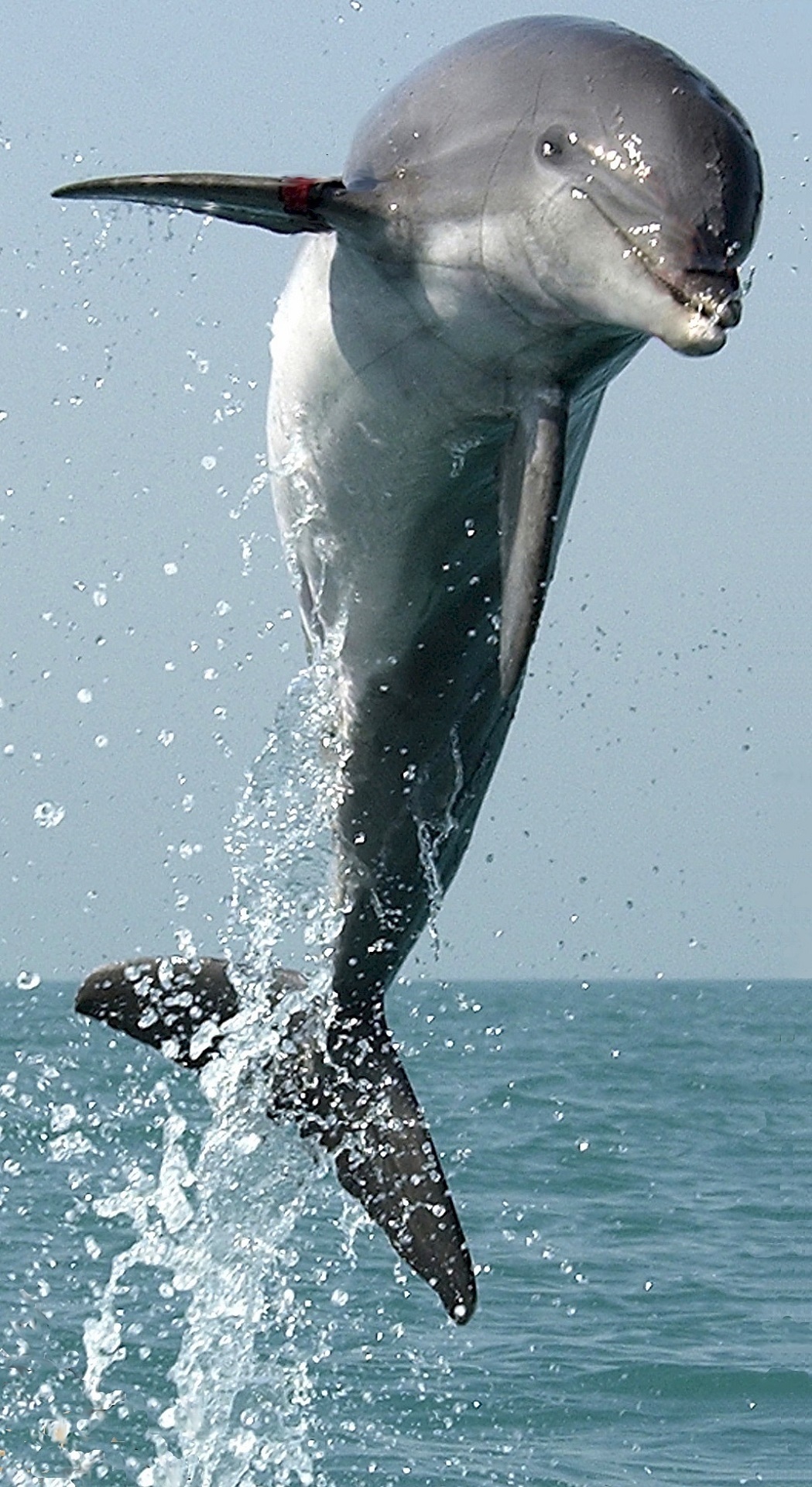dolphin jumping ocean free photo