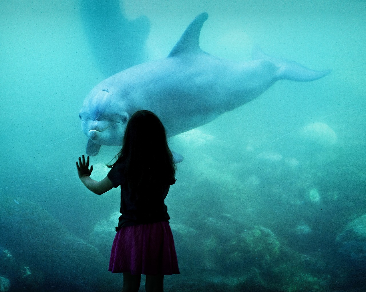 dolphin friens girl free photo