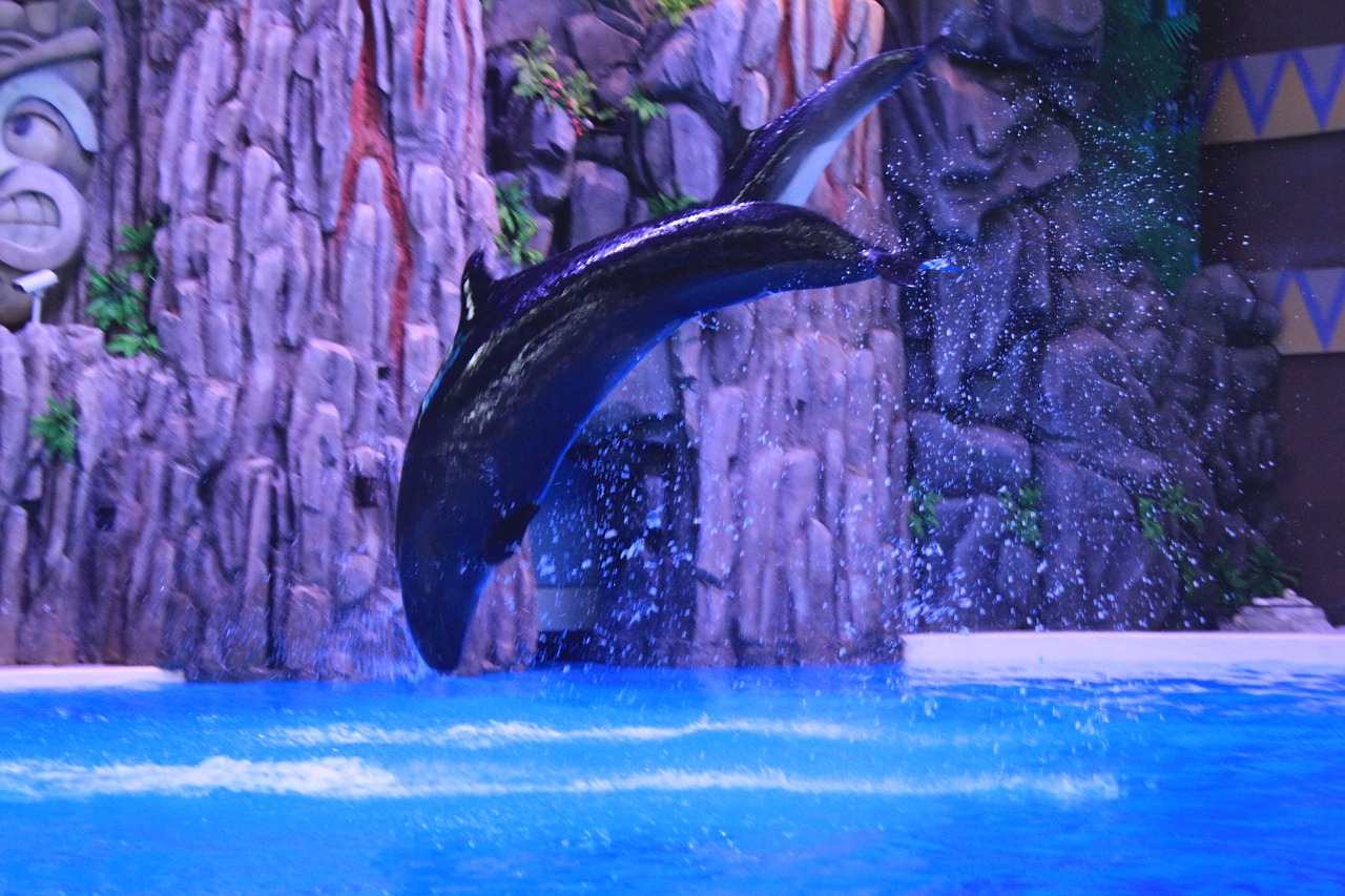 dolphin performance jumping free photo