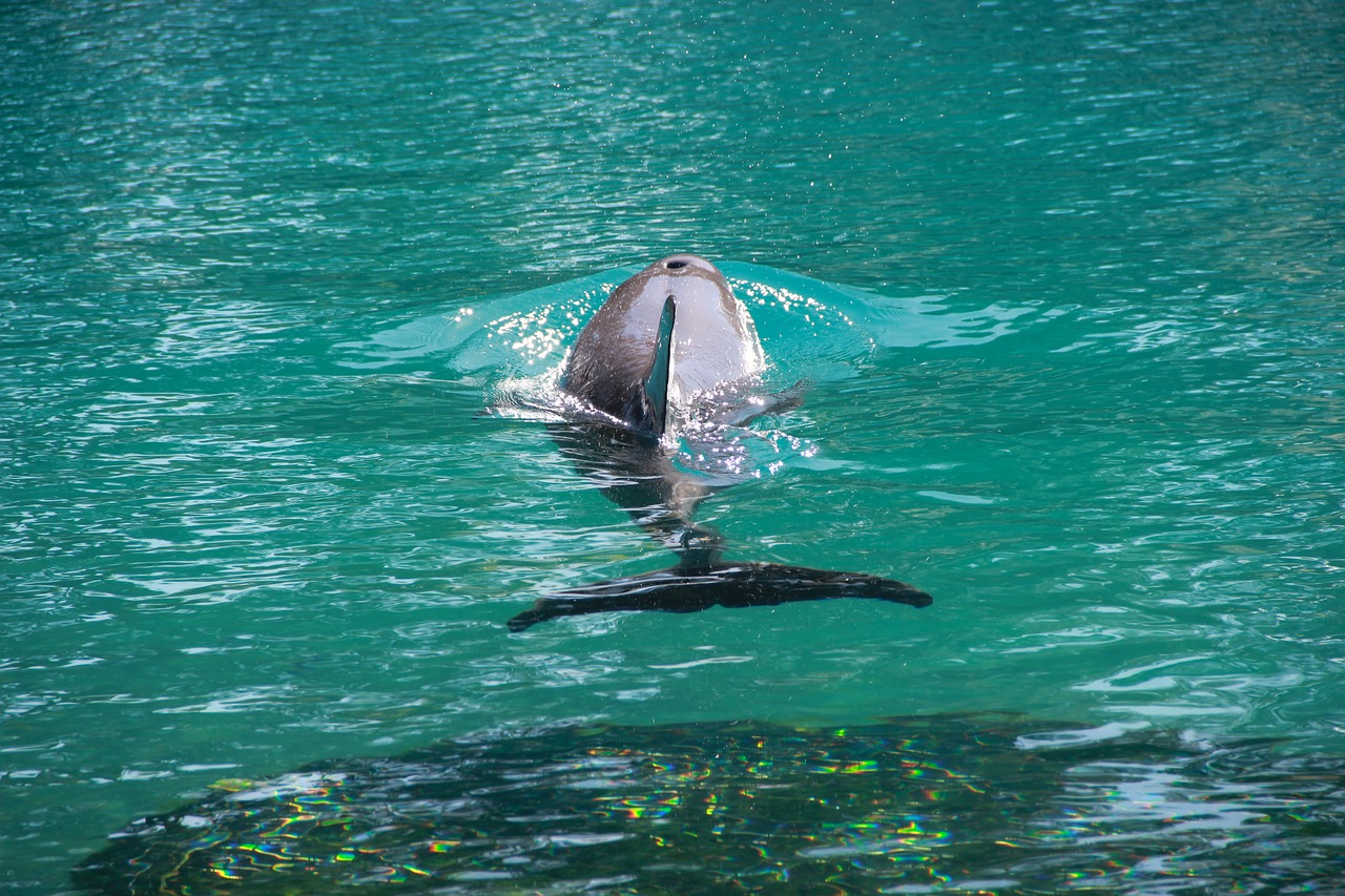 dolphin tale fish free photo