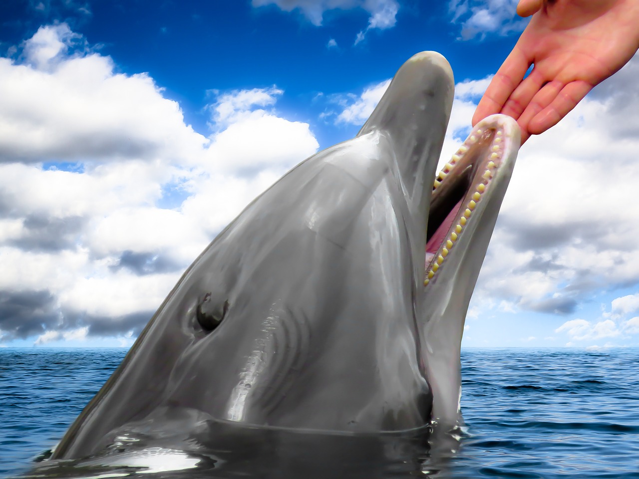 dolphin mammal hand free photo