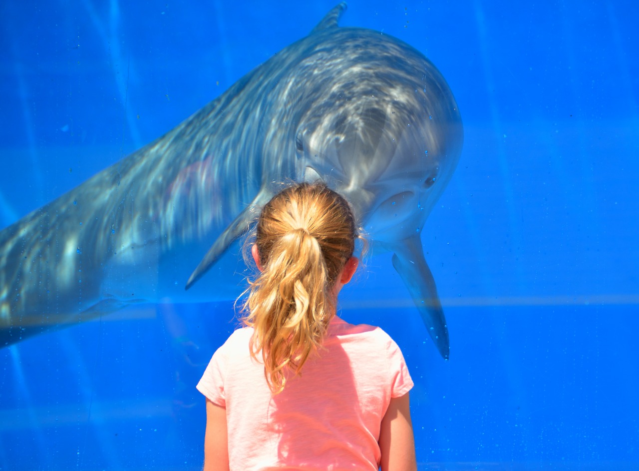 dolphin child children free photo